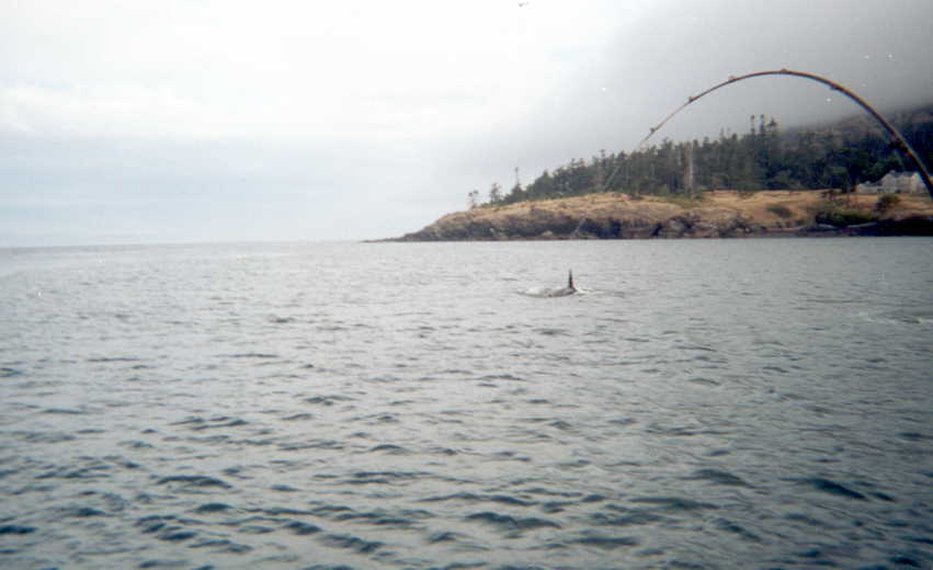 WHALE OF A CATCH!
